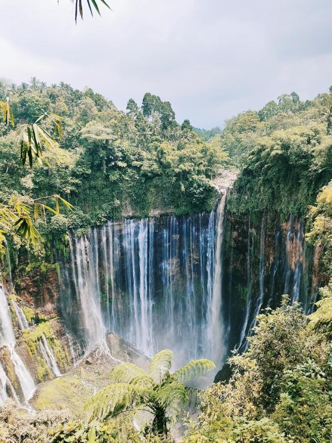 Bromo Tanjung Lejlighed Tosari Eksteriør billede